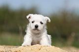 WESTIE 103